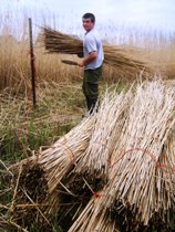 Young volunteer harvesting reed thatch at the Lon Cob Bach local Nature Reserve