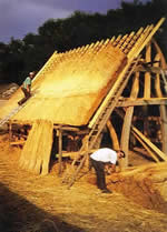 volunteers on a green oak timber framing and thatching course, aberdaron, gwynedd