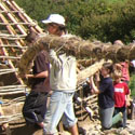 International volunteers thatching the new Celtic roundhouse at Felin Uchaf,Aberdaron