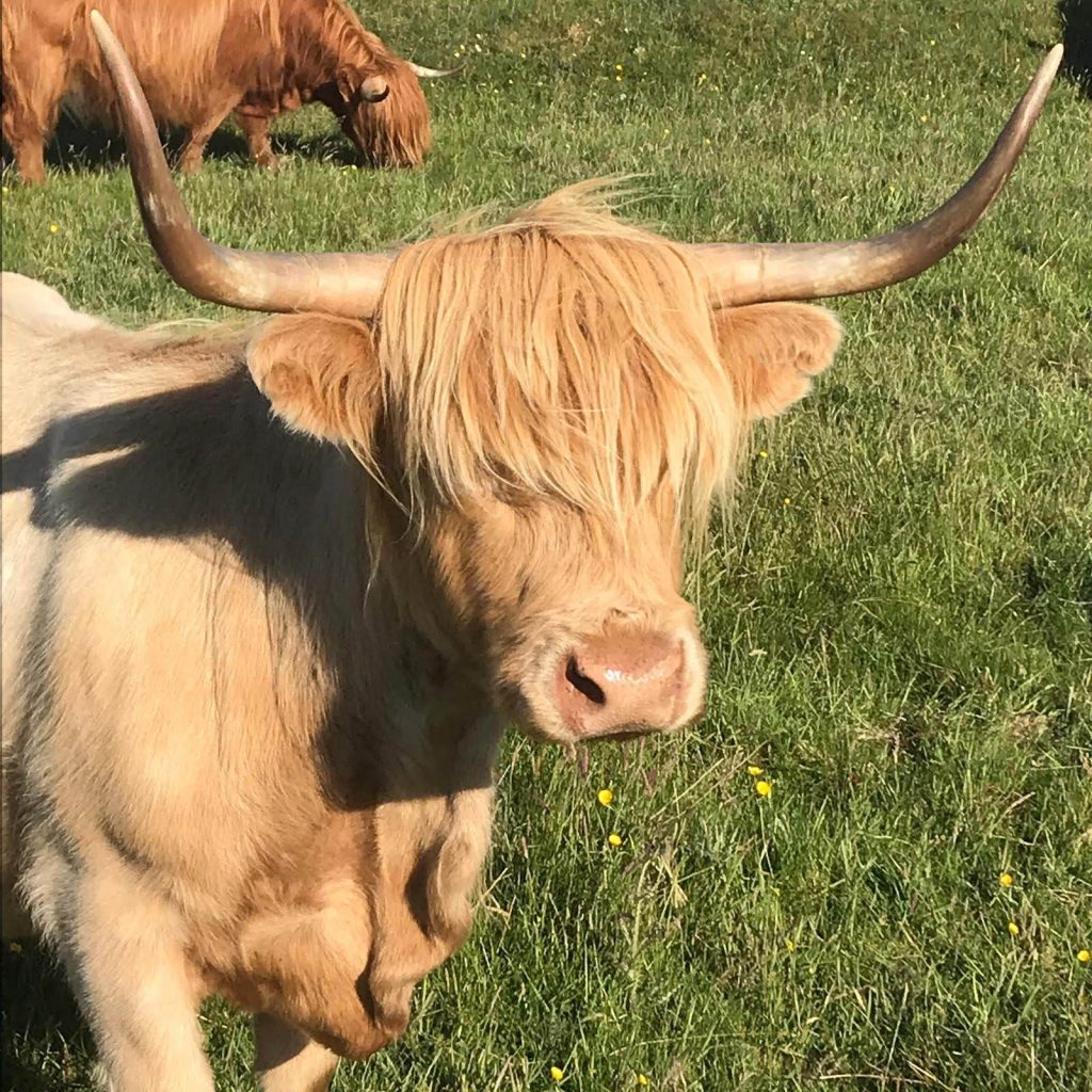 Highland cow
